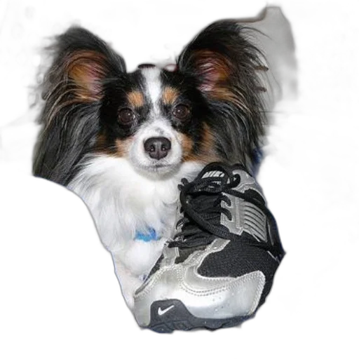 shoes, animal, creature, face transparent PNG cut-out