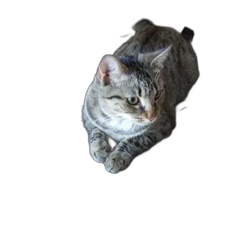 animal, creature, staff, face transparent PNG cut-out