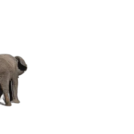 animal, creature, weapon, hair transparent PNG cut-out