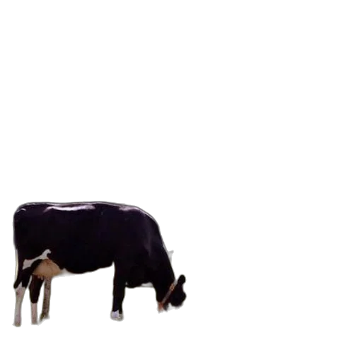 animal, creature, food, furniture transparent PNG cut-out