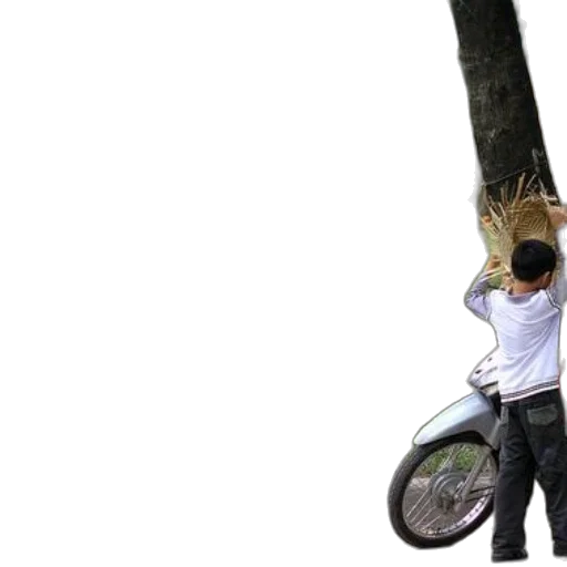 tree, umbrella, weapon, staff transparent PNG cut-out