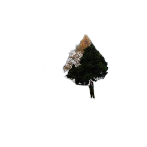 tree, crown, umbrella, staff transparent PNG cut-out