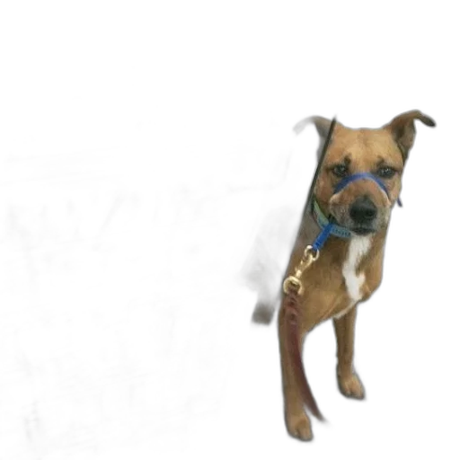 staff, animal, creature, 3d render transparent PNG cut-out