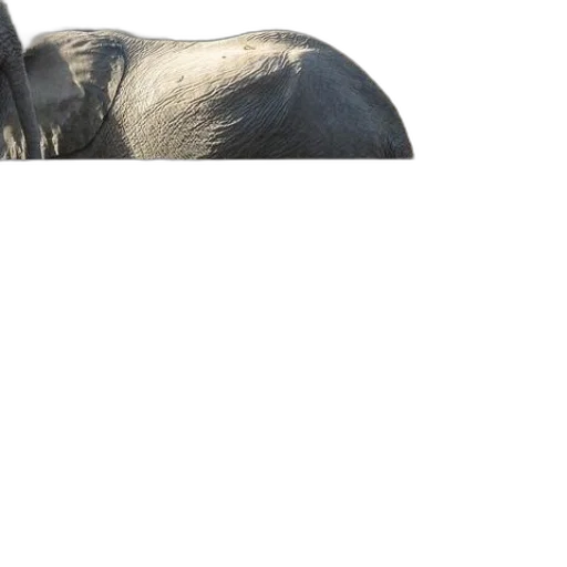 mask, face, animal, hair transparent PNG cut-out