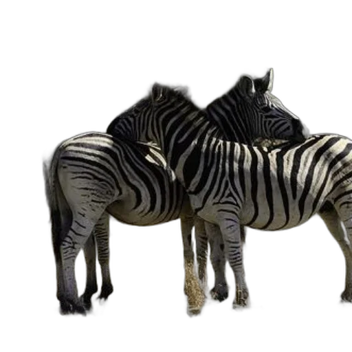 animal, furniture, creature, 3d render transparent PNG cut-out