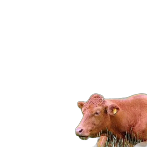 animal, creature, hair, food transparent PNG cut-out