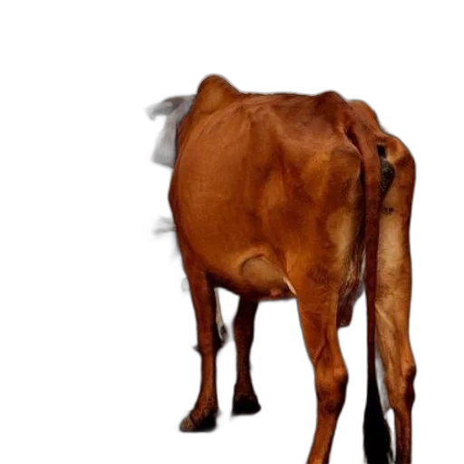 animal, creature, food, staff transparent PNG cut-out