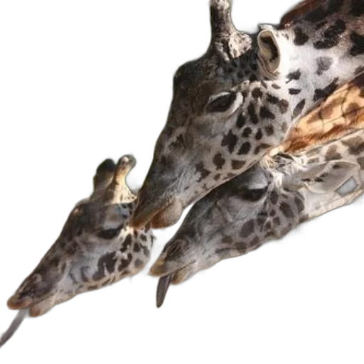 animal, dragon, shoes, staff transparent PNG cut-out