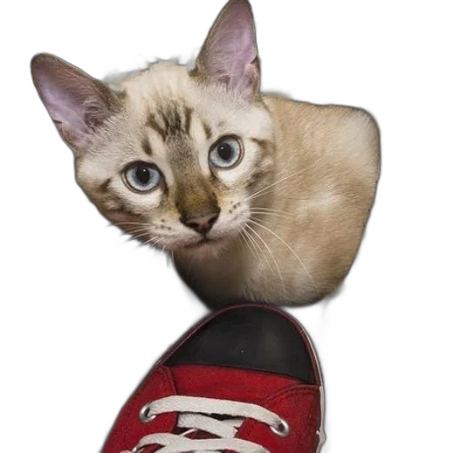 shoes, animal, hat, staff transparent PNG cut-out
