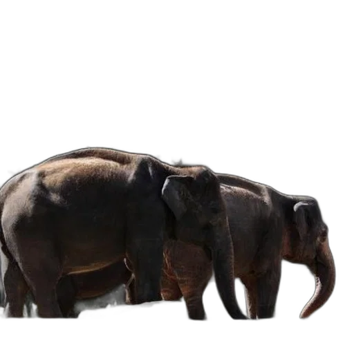 animal, creature, staff, 3d render transparent PNG cut-out