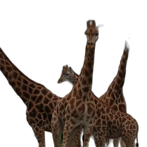 animal, creature, staff, weapon transparent PNG cut-out