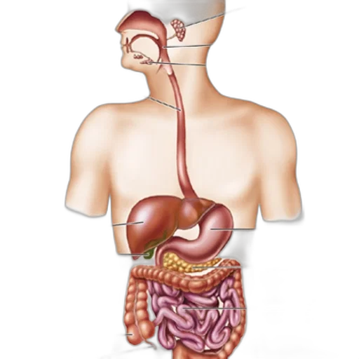 food, jewelry, anatomical, illustration transparent PNG cut-out