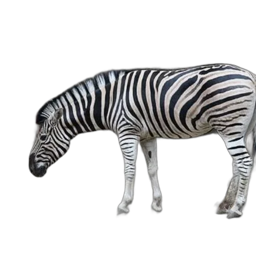 animal, creature, weapon, furniture transparent PNG cut-out