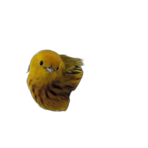 animal, hair, creature, mask transparent PNG cut-out