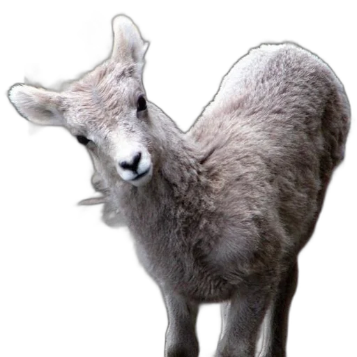 animal, creature, staff, hair transparent PNG cut-out