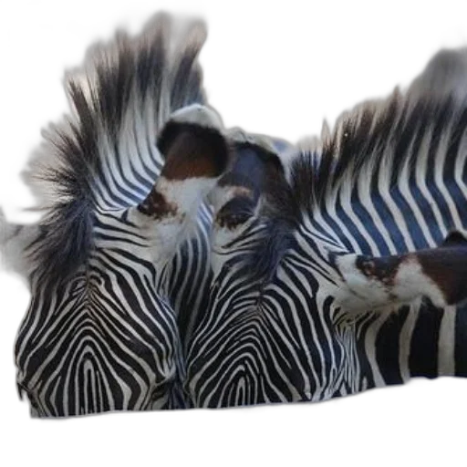 animal, shoes, furniture, creature transparent PNG cut-out