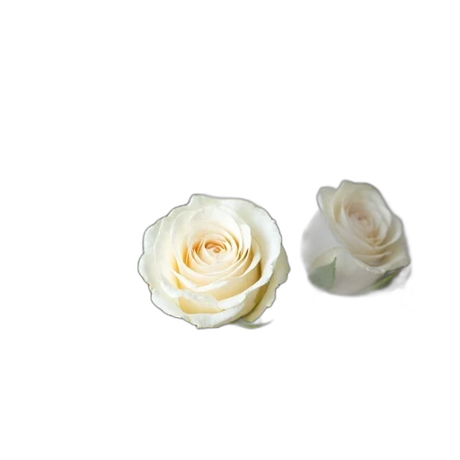 flower, jewelry, crown, food transparent PNG cut-out