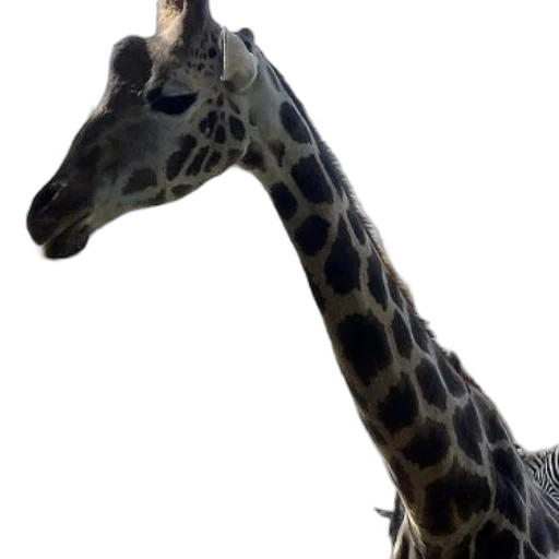 animal, creature, staff, face transparent PNG cut-out
