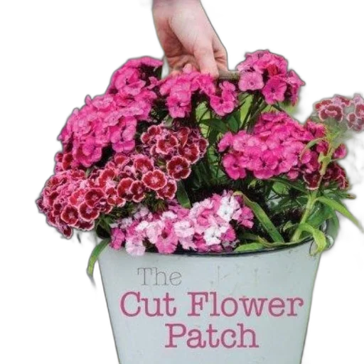 cut, flower, patch, book transparent PNG cut-out