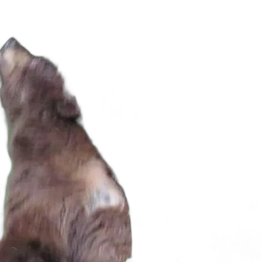animal, hair, creature, face transparent PNG cut-out