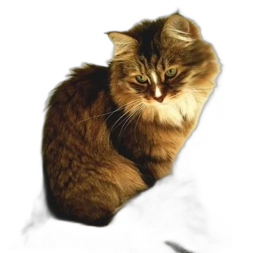 animal, creature, crown, face transparent PNG cut-out