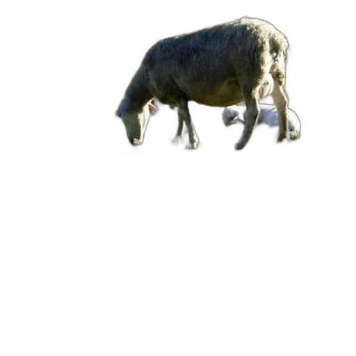 animal, creature, food, staff transparent PNG cut-out