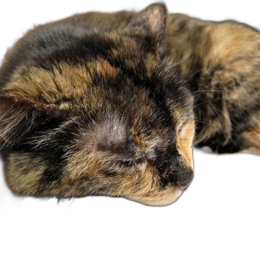 animal, staff, creature, face transparent PNG cut-out