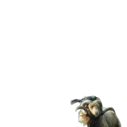 animal, creature, staff, hair transparent PNG cut-out