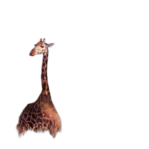 animal, creature, umbrella, hat transparent PNG cut-out