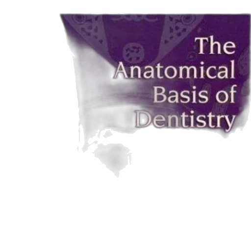 anatomical, basis, dentistry, second transparent PNG cut-out