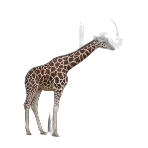 animal, creature, staff, jewelry transparent PNG cut-out