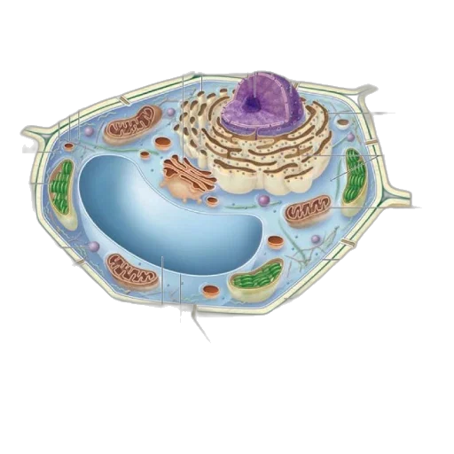food, jewelry, underwater, detailed transparent PNG cut-out