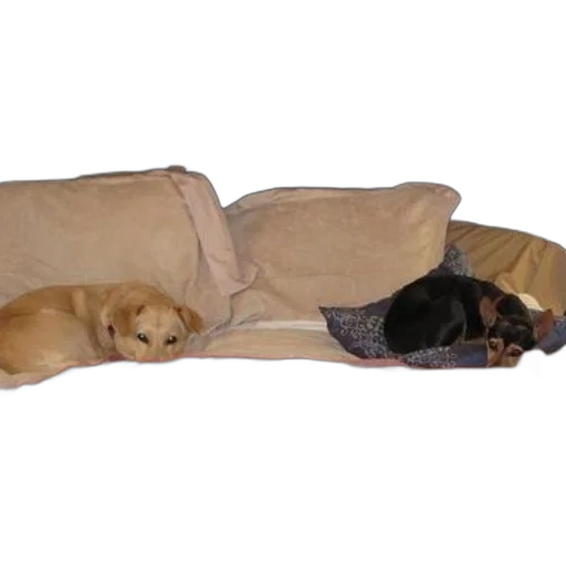 furniture, staff, two, dogs transparent PNG cut-out