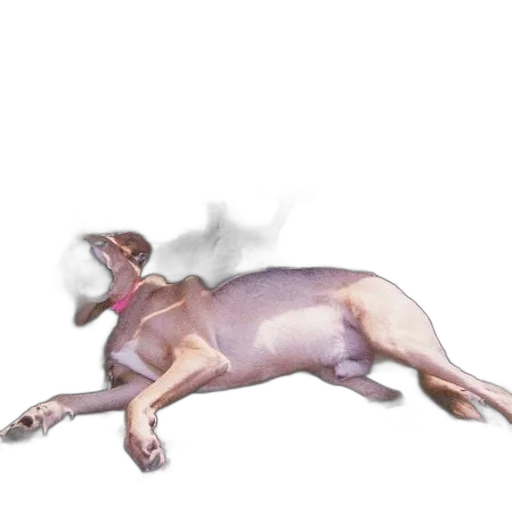 animal, creature, staff, dragon transparent PNG cut-out