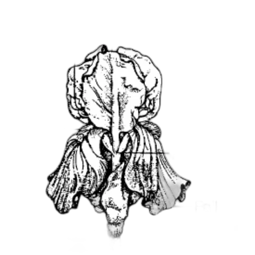 crown, hair, flower, jacket transparent PNG cut-out