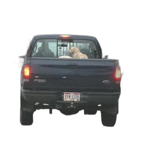 car, animal, creature, hat transparent PNG cut-out