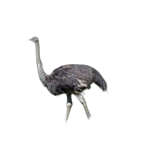 animal, creature, hat, staff transparent PNG cut-out