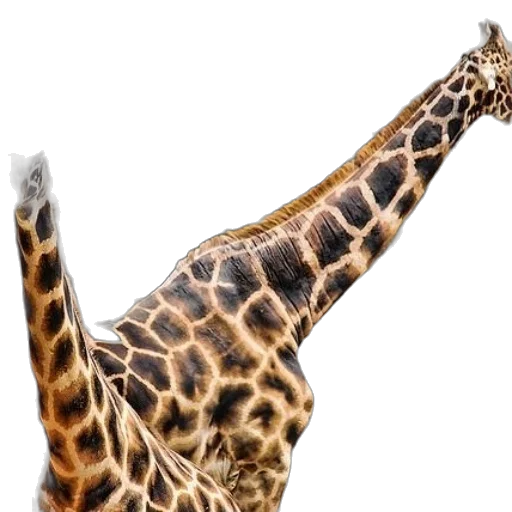 animal, creature, staff, hat transparent PNG cut-out