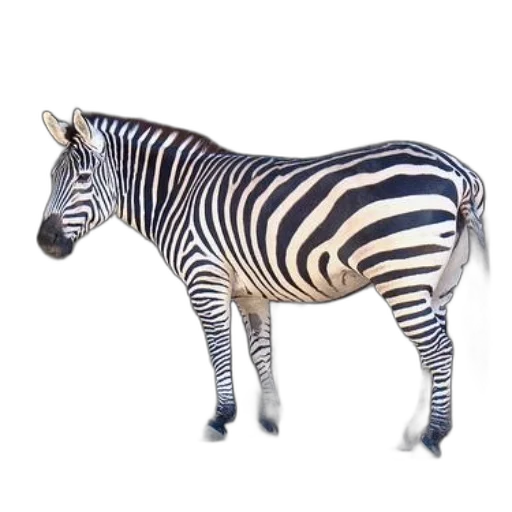 animal, creature, staff, jewelry transparent PNG cut-out