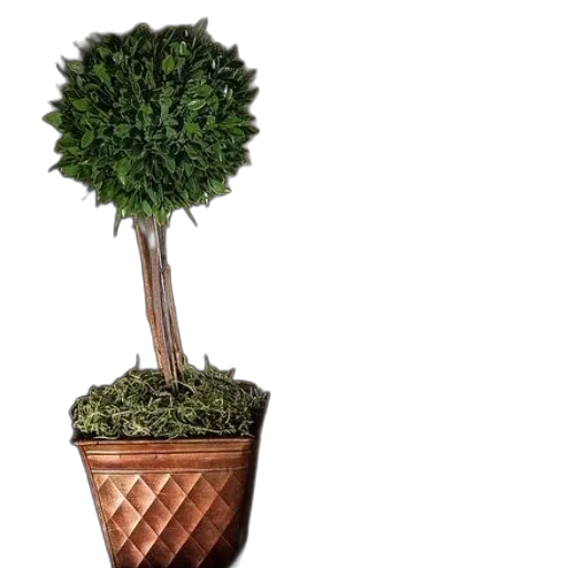 tree, crown, umbrella, staff transparent PNG cut-out