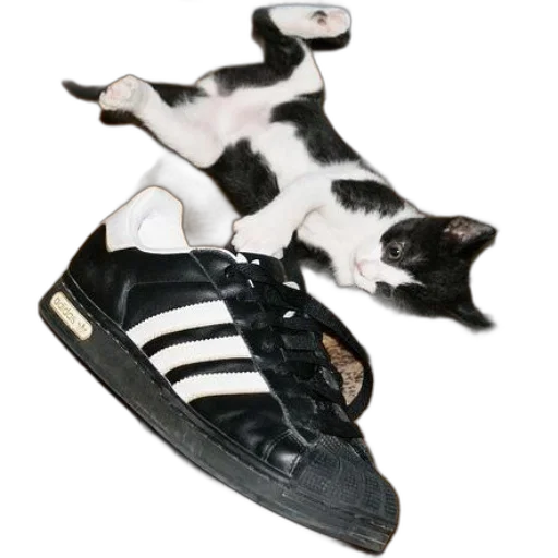 shoes, animal, photorealistic, black transparent PNG cut-out