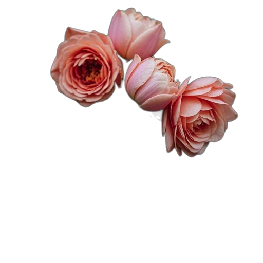 flower, crown, jewelry, staff transparent PNG cut-out