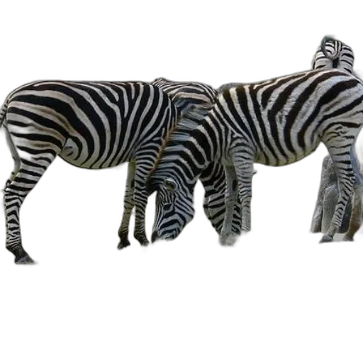animal, creature, furniture, jewelry transparent PNG cut-out