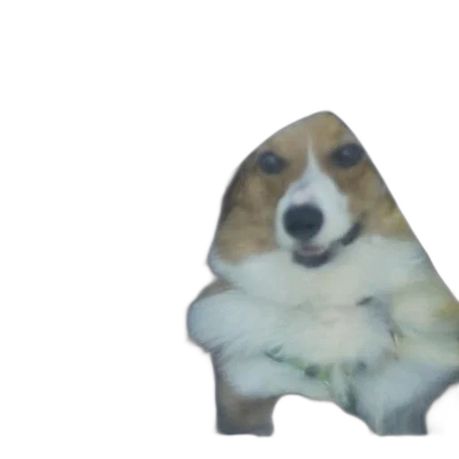 animal, face, creature, hat transparent PNG cut-out