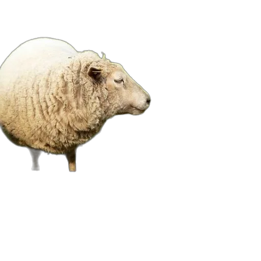 animal, creature, hat, food transparent PNG cut-out