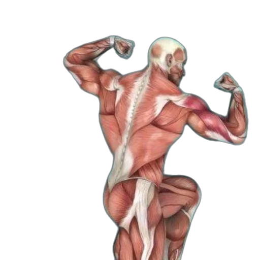 anatomy, log, book, illustrated transparent PNG cut-out