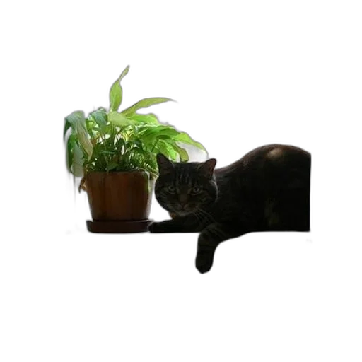 animal, staff, creature, furniture transparent PNG cut-out