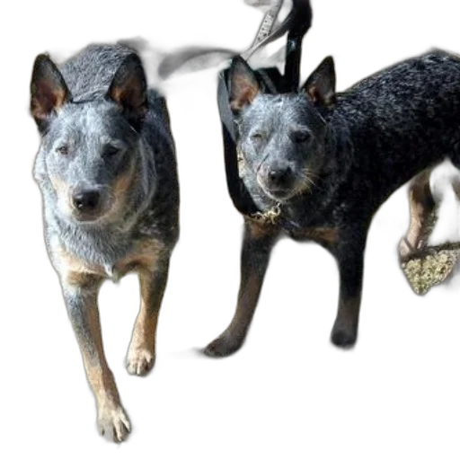 animal, staff, photorealistic, 3d render transparent PNG cut-out