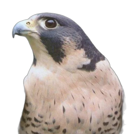 animal, face, staff, creature transparent PNG cut-out