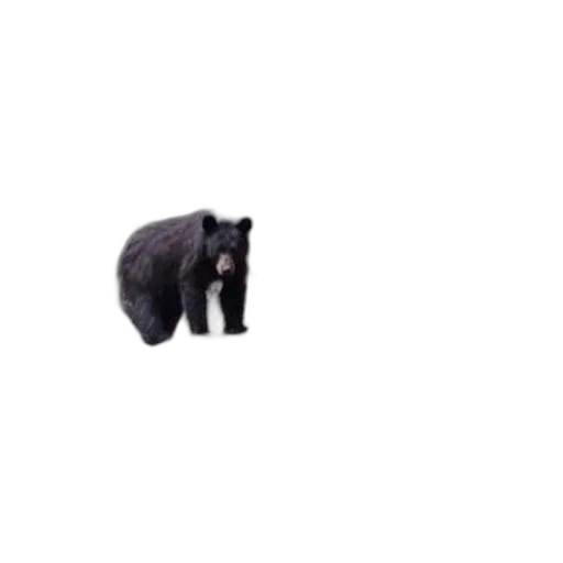 animal, creature, weapon, hat transparent PNG cut-out